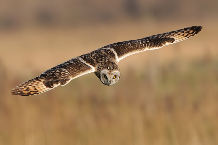 29.jpg - Velduil (Short-eared Owl, Asio Flammeus). Uitkerkse polders. 8/02/2008. Copyright: Joris Everaert. Nikon D300, Sigma APO 500mm f4.5 EX DG HSM